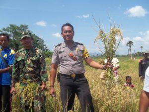 Acara Panen Simbolis di Desa Tohe