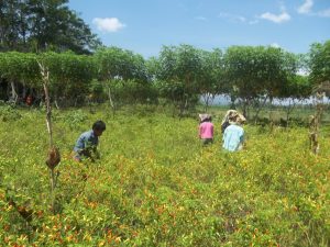 Petani Lombok sedang Panen